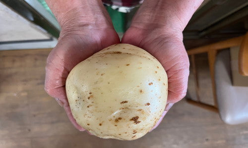 お得な【訳あり】じゃがいもを販売します!