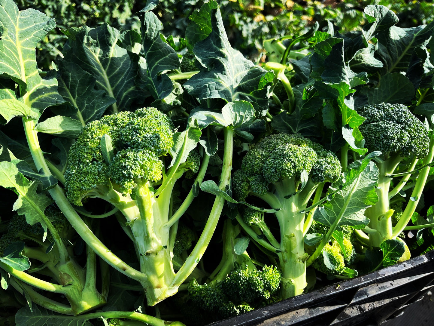 【定期便】旬のお野菜セット【Lサイズ12〜14種類】