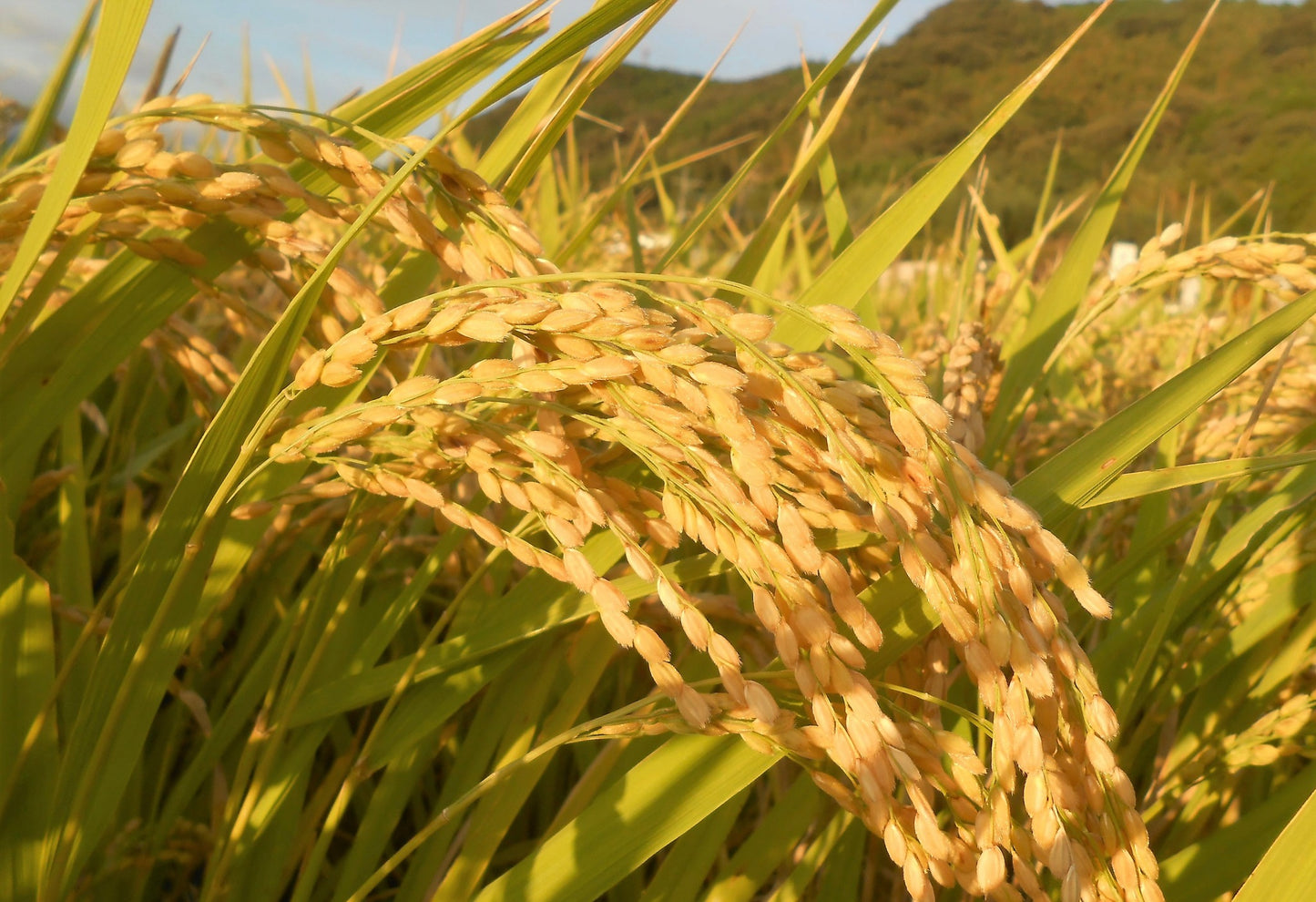 【米袋】はぴねすらいす白米