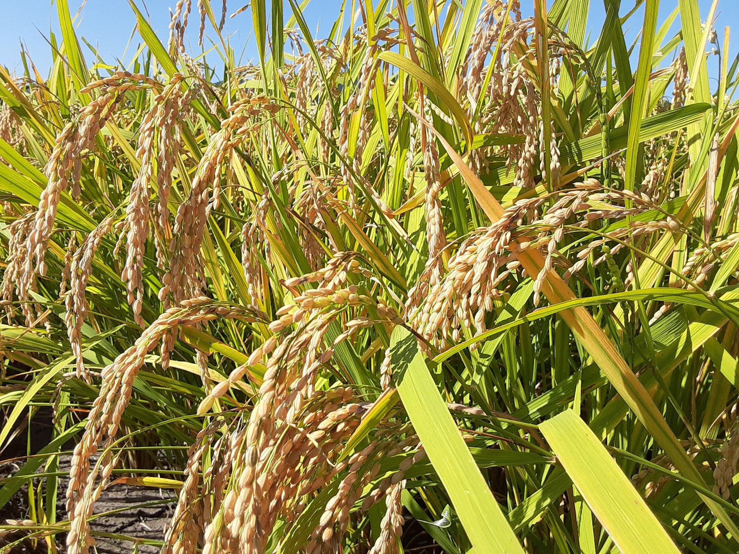 【白米&玄米】有機パックご飯150g 6個/10個/20個/40個 (送料込み 北海道・沖縄+800円)