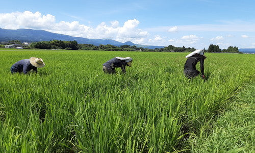 【真空パック】はぴねすらいす食べ比べセット白米10kg×玄米10kg