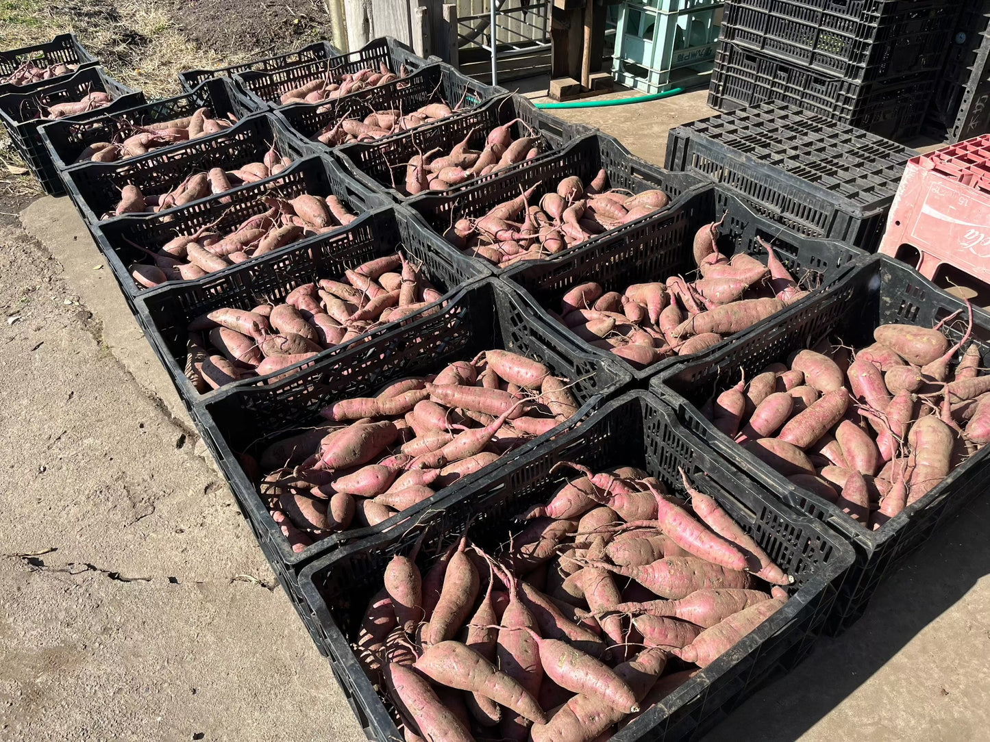 【本坊農園】さつまいも(紅はるか)2kg/5kg/10kg 送料込み(北海道、沖縄+1000円)