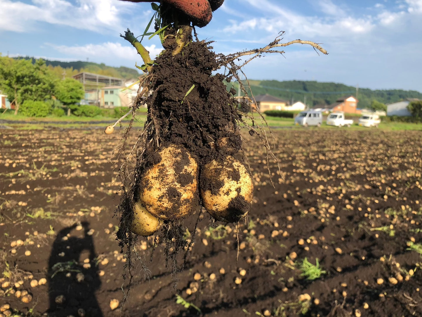 【訳あり】じゃがいも 5㎏/10kg 限定200箱 送料込み (北海道・沖縄+800円)