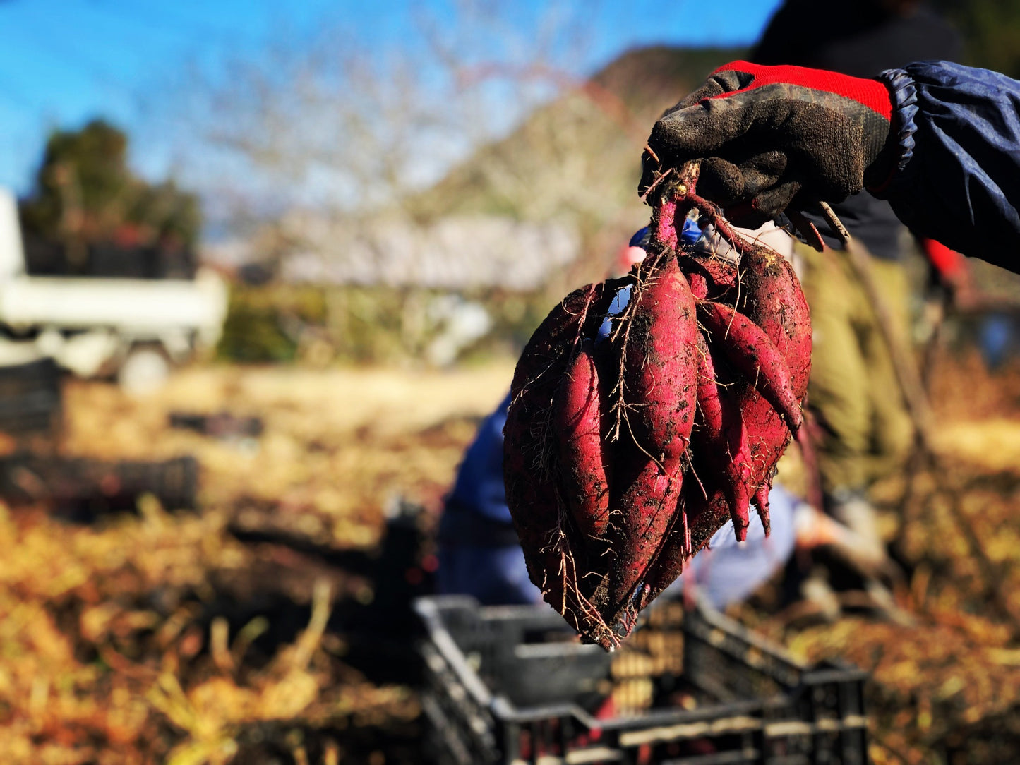 【定期便】旬のお野菜セット【Mサイズ8〜10種類】