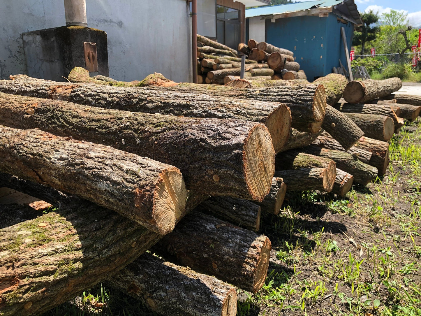 【期間限定】原木生しいたけ 3パック/6パック/ 10パック入り(送料込み 北海道・沖縄+800円)