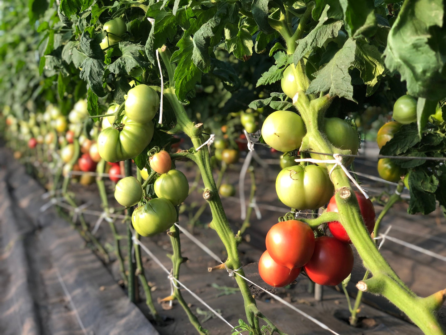 【定期便】旬のお野菜セット【Lサイズ12〜14種類】