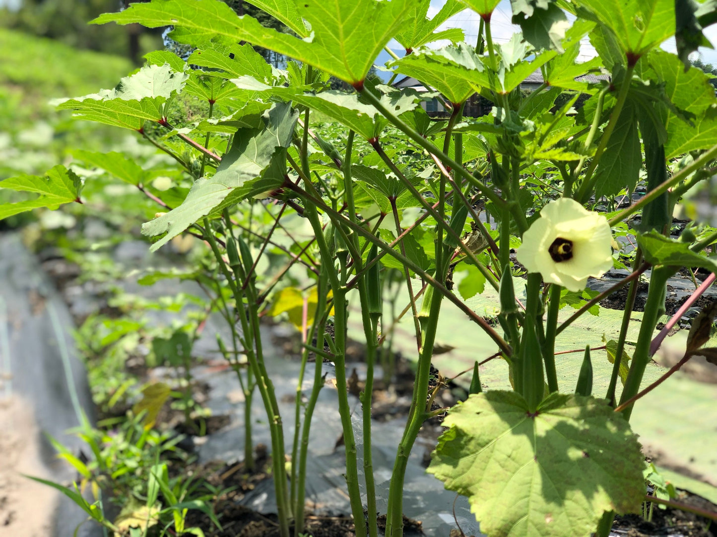 【定期便】旬のお野菜セット【Lサイズ12〜14種類】