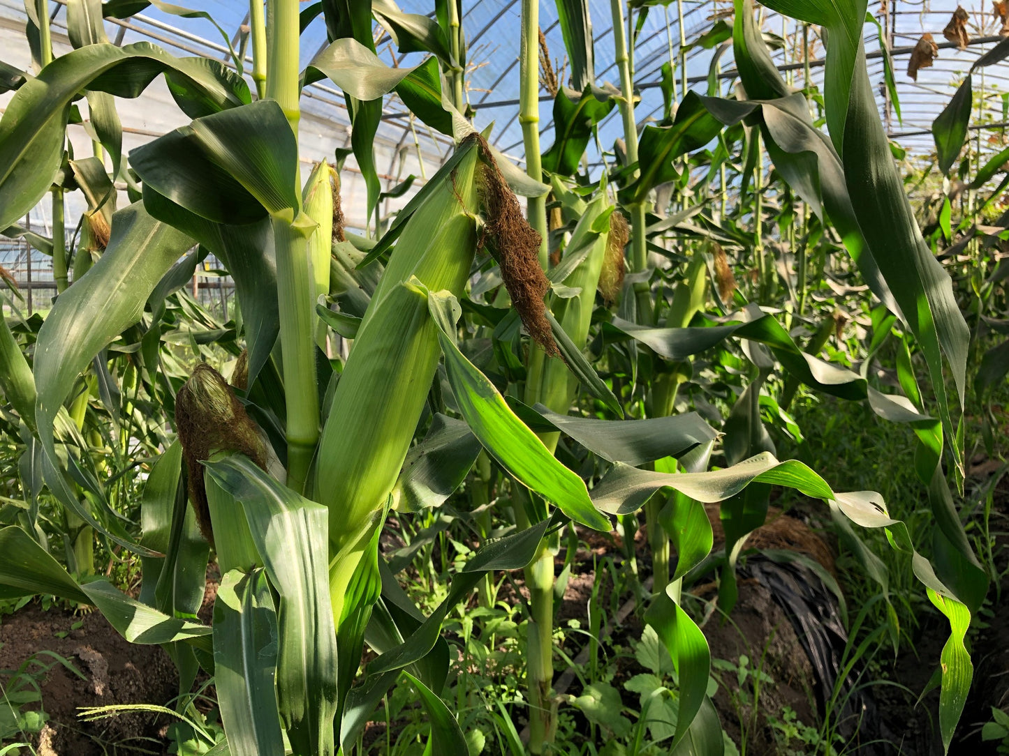 【定期便】旬のお野菜セット【Lサイズ12〜14種類】