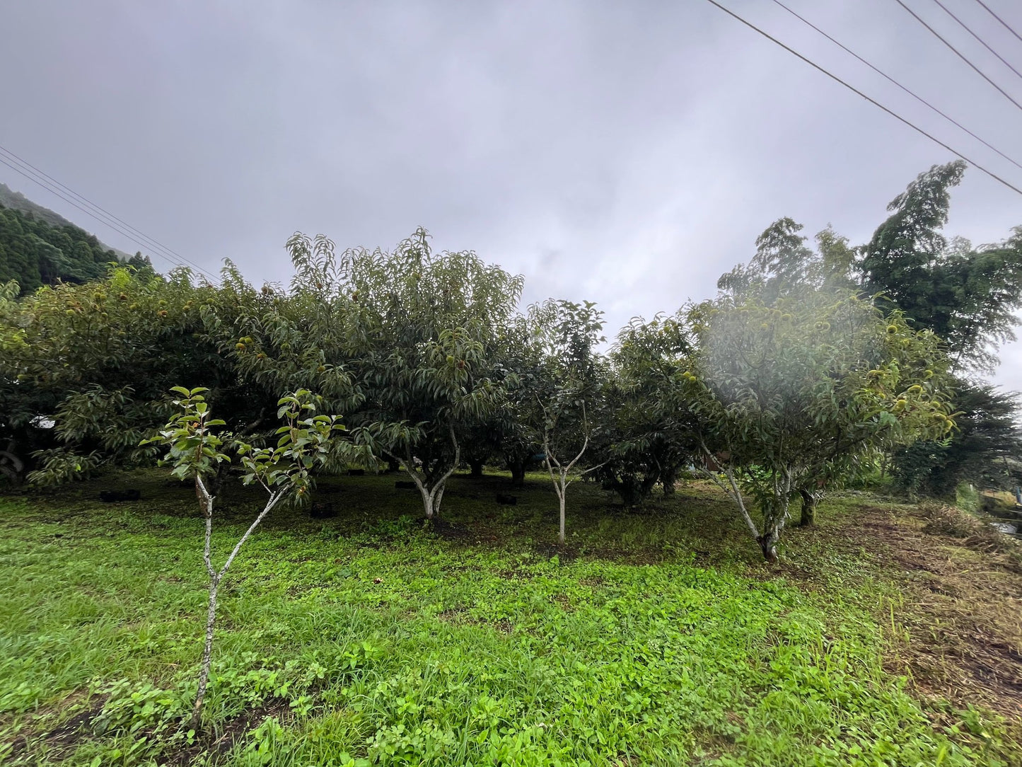 【本坊農園】栗 1kg/2kg入り 送料込み(北海道・沖縄+800円)