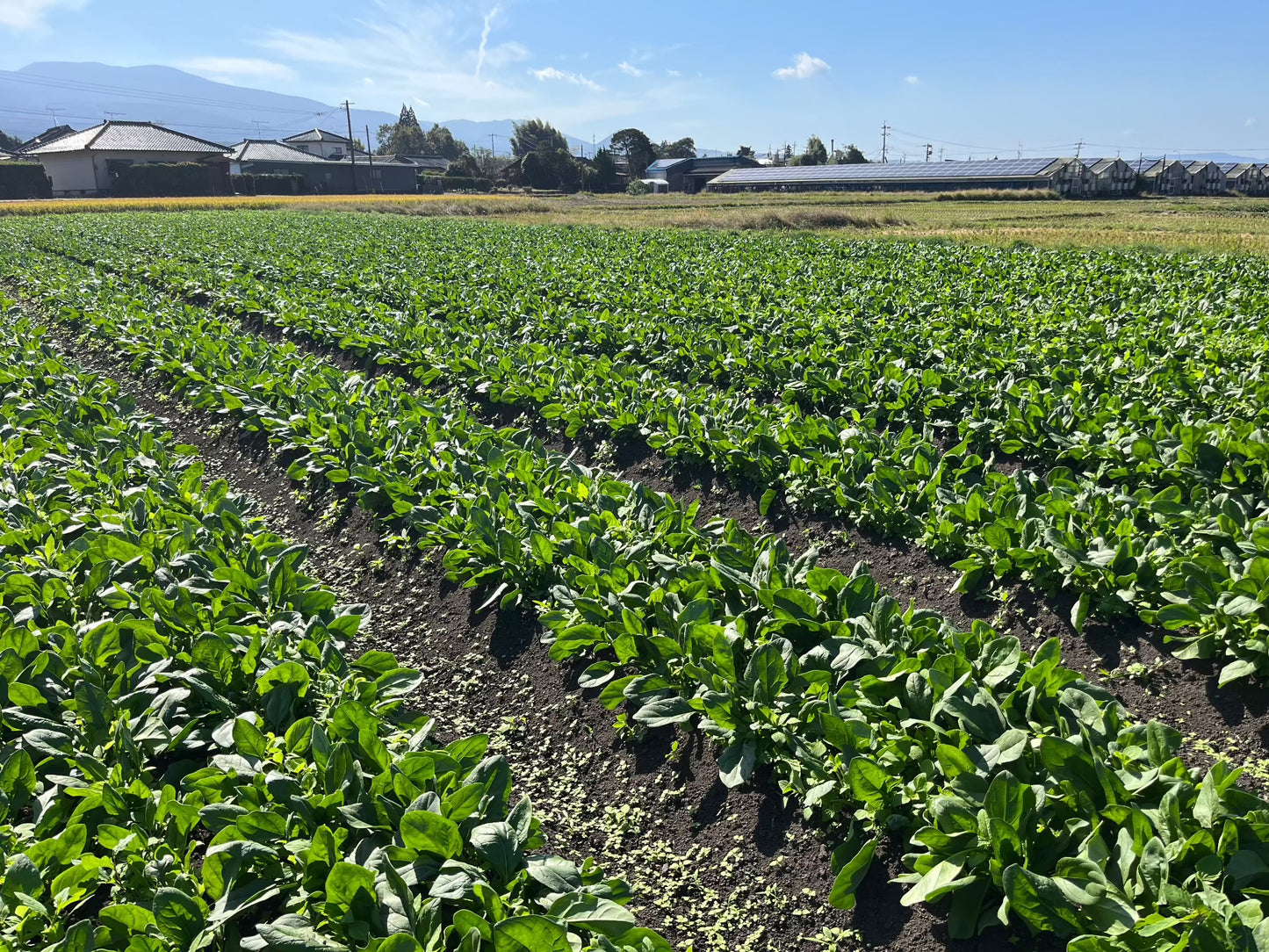 ほうれん草5袋/10袋 (送料込み 北海道・沖縄+800円)
