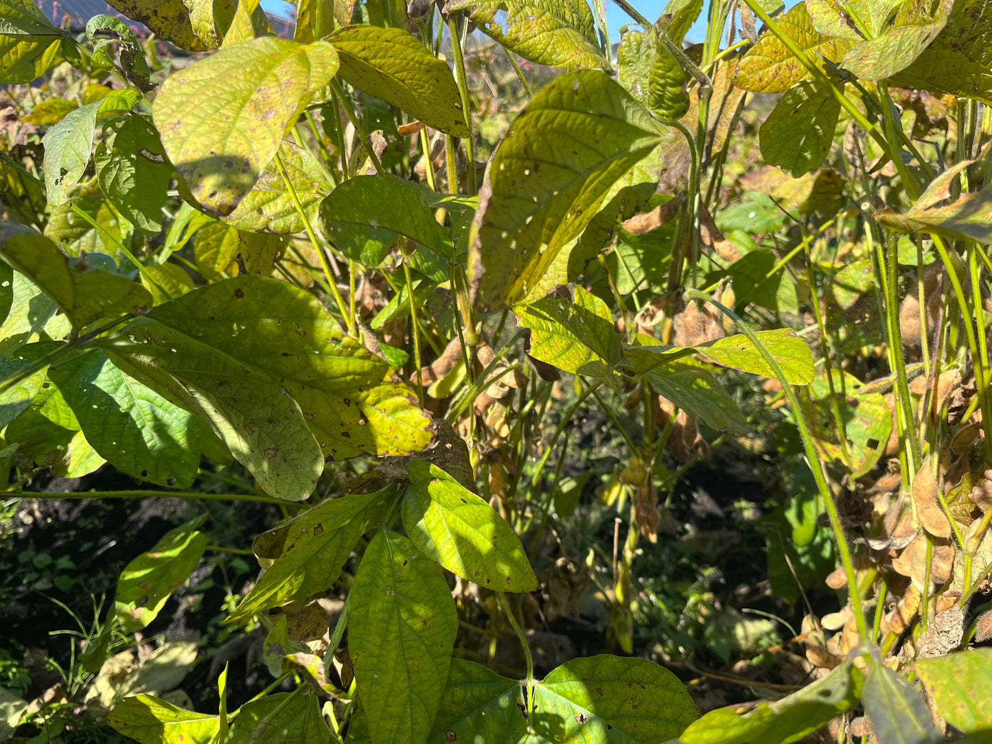 ふんわり「きな粉」80g