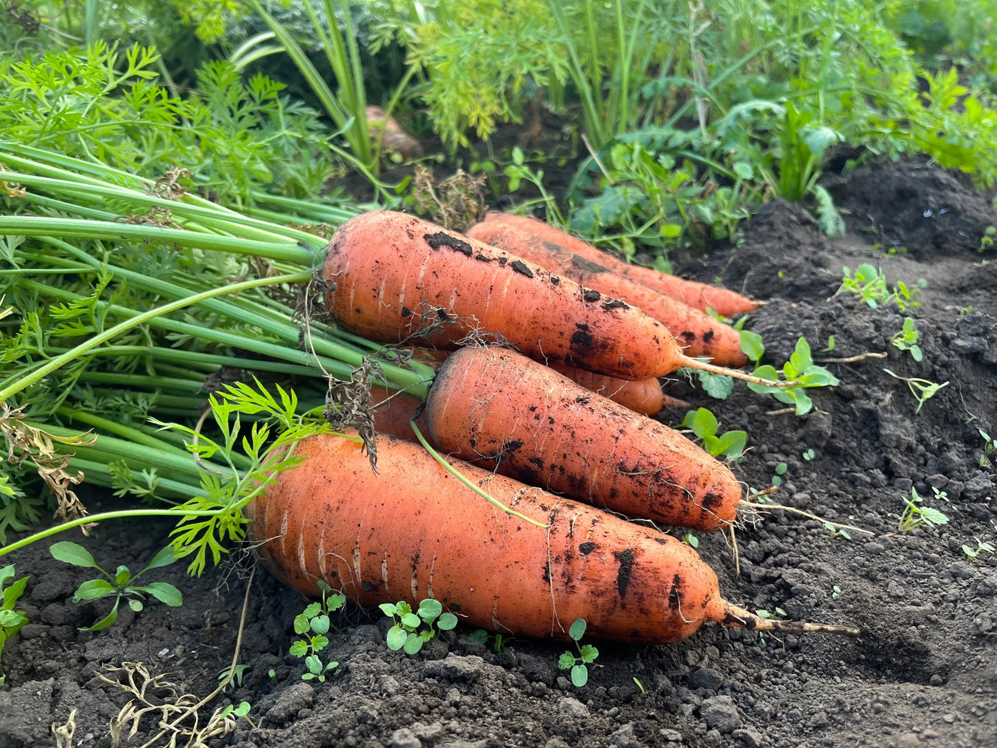 【特別価格】人参1kg/3kg/5kg/10kg (送料込み 北海道・沖縄+800円)