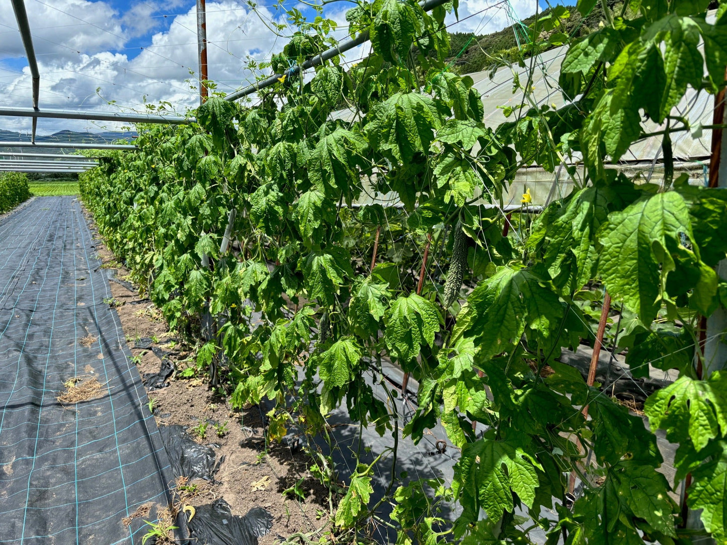 ゴーヤ 6本/12本入り (送料込み 北海道・沖縄+800円)