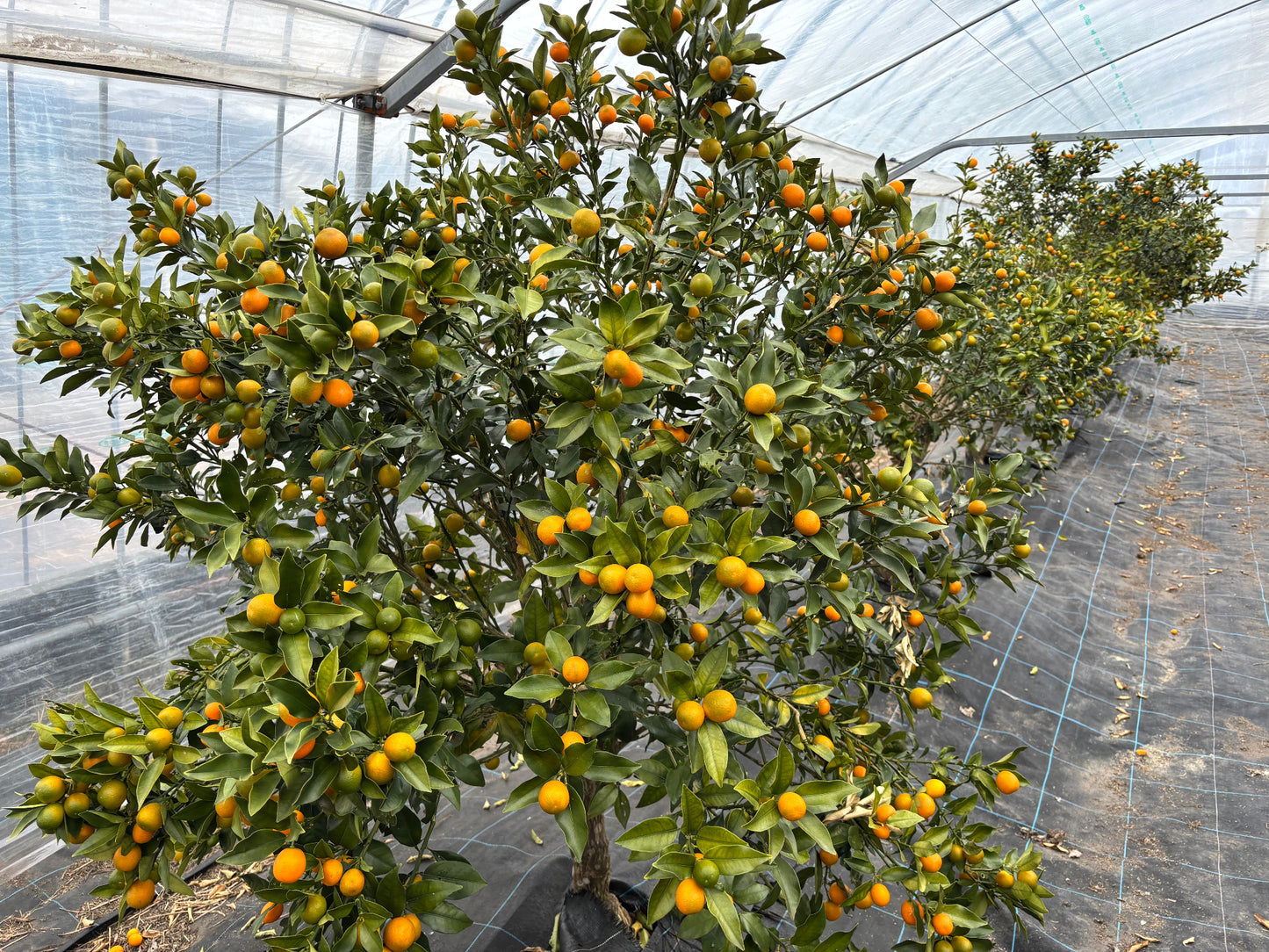 【数量限定】完熟きんかん 1kg/2kg (送料込み 北海道・沖縄+800円)