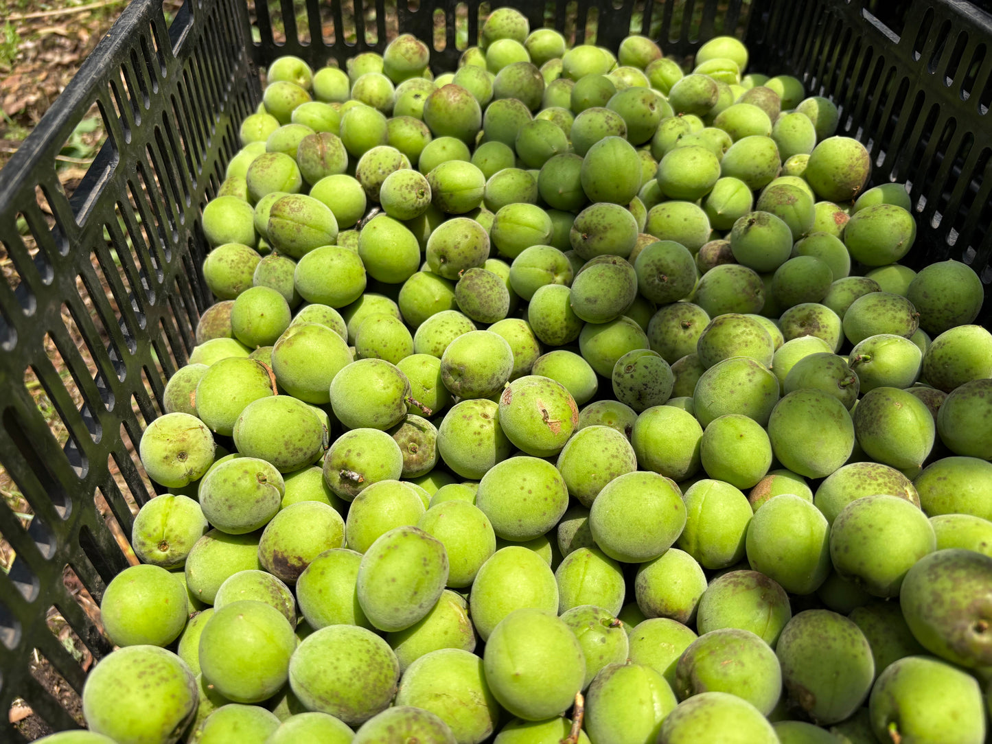 ちよちゃん特製昔ながらのすっぱい梅干し300g 2個/4個/6個/10個入り(送料込み)