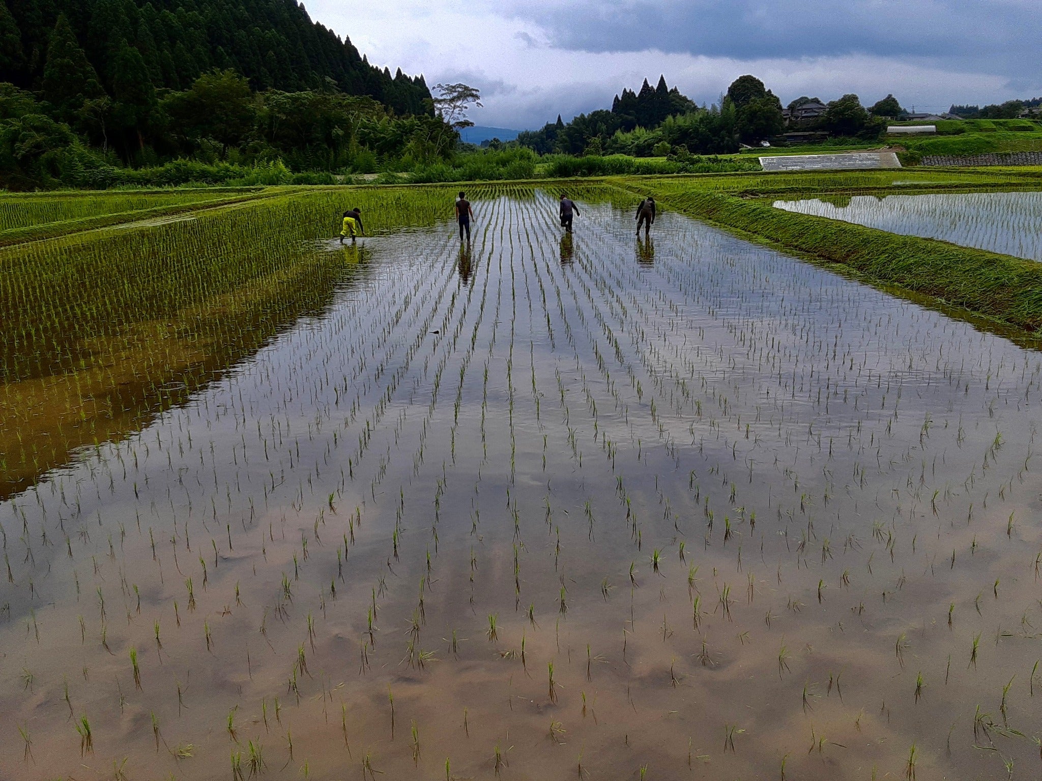 【お米の定期便】はぴねすらいす20㎏