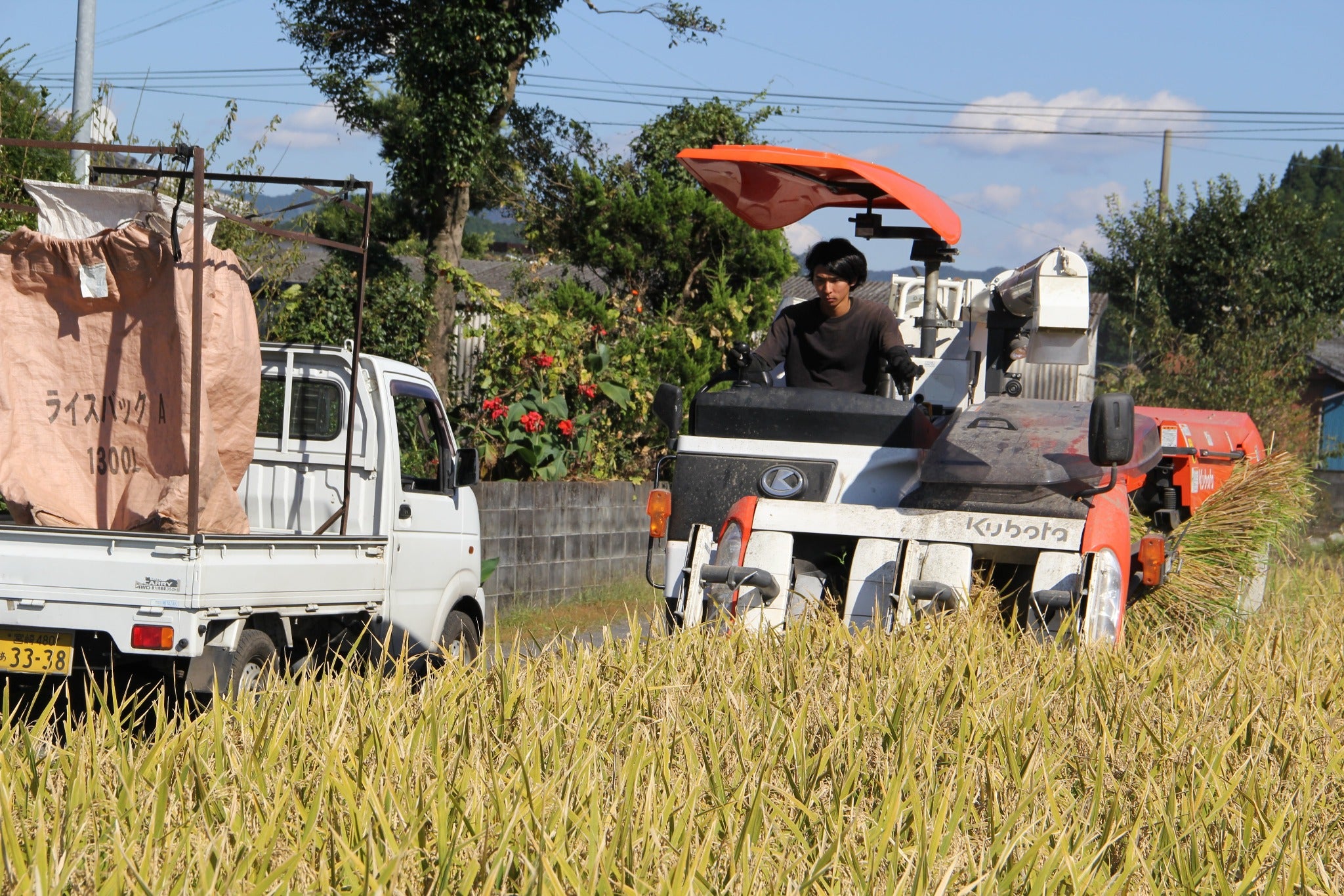 【お米の定期便】はぴねすらいす白米5kg＆玄米5kg