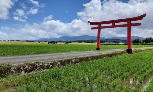 【真空パック20kg食べ比べセット】はぴねすらいす白米10kg×玄米10kg