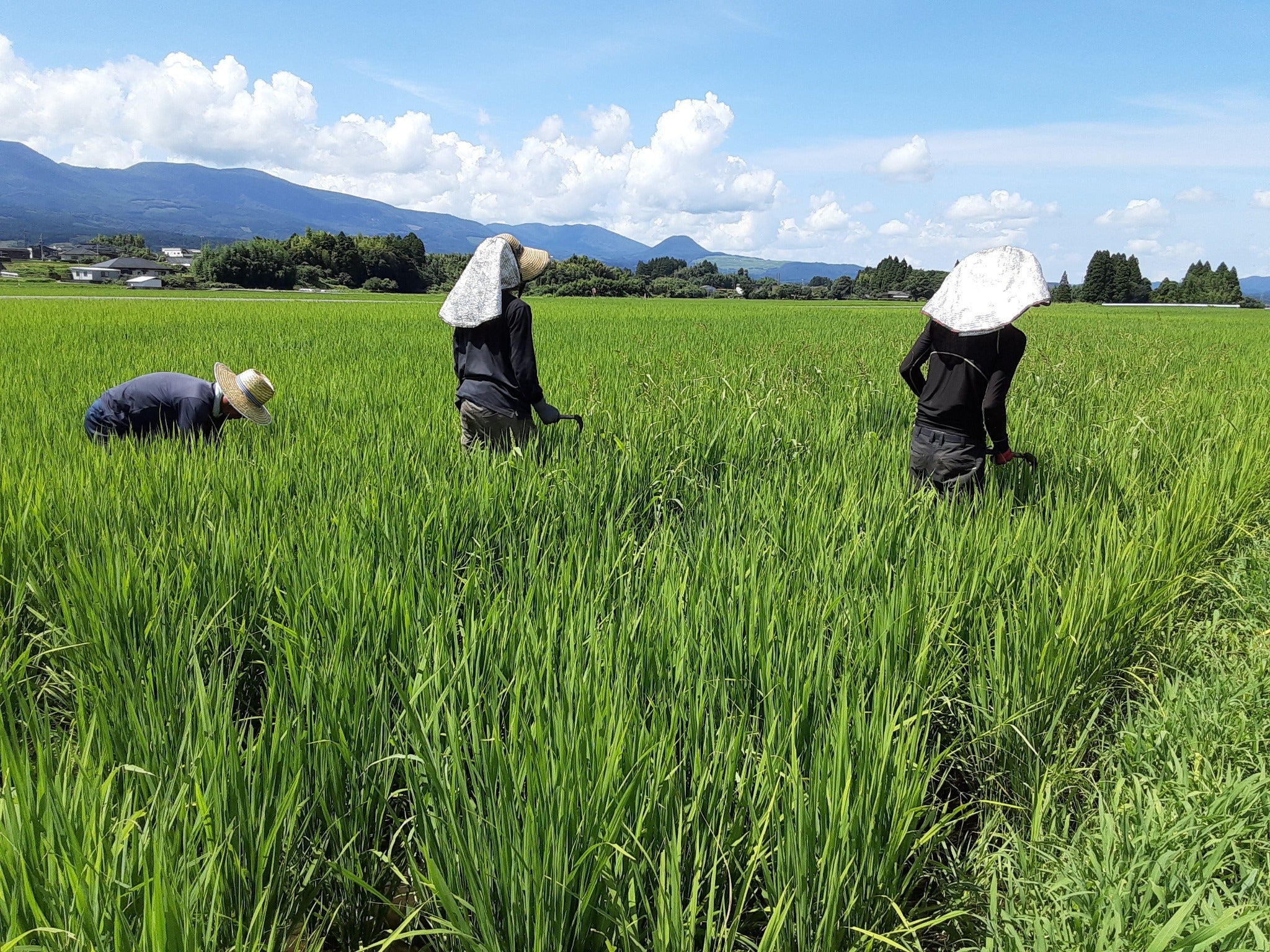 【お米の定期便】はぴねすらいす白米5kg＆玄米5kg