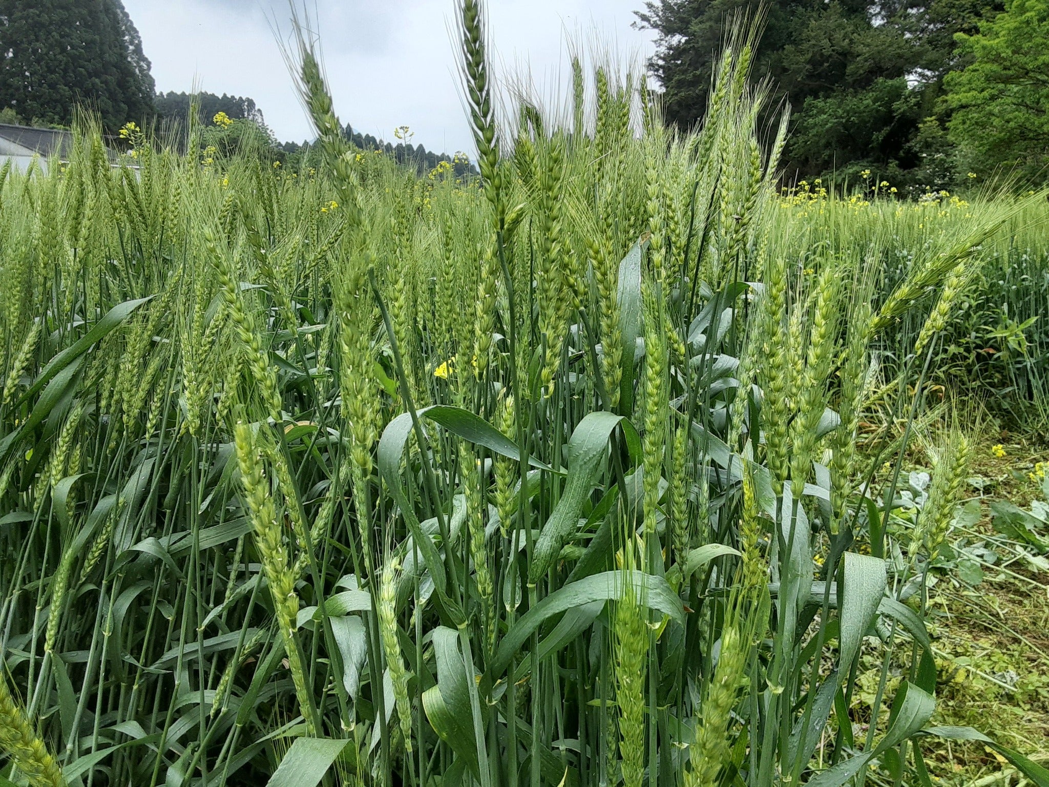 小麦粉「はぴねすふらわー」700g