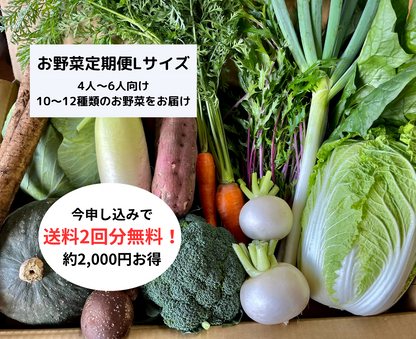 【定期便】旬のお野菜セット【Lサイズ１２〜１４種類】