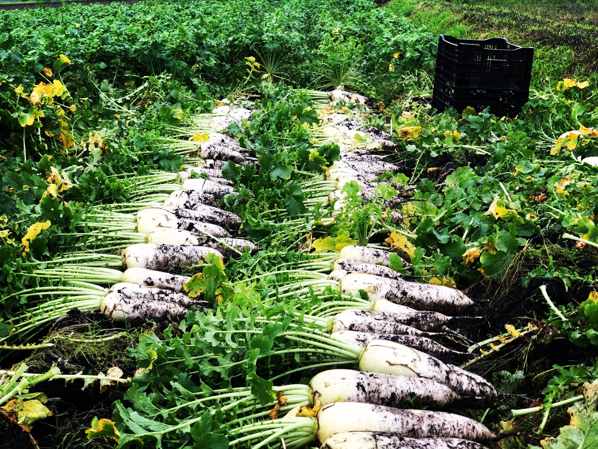 【単発】季節のお野菜セット