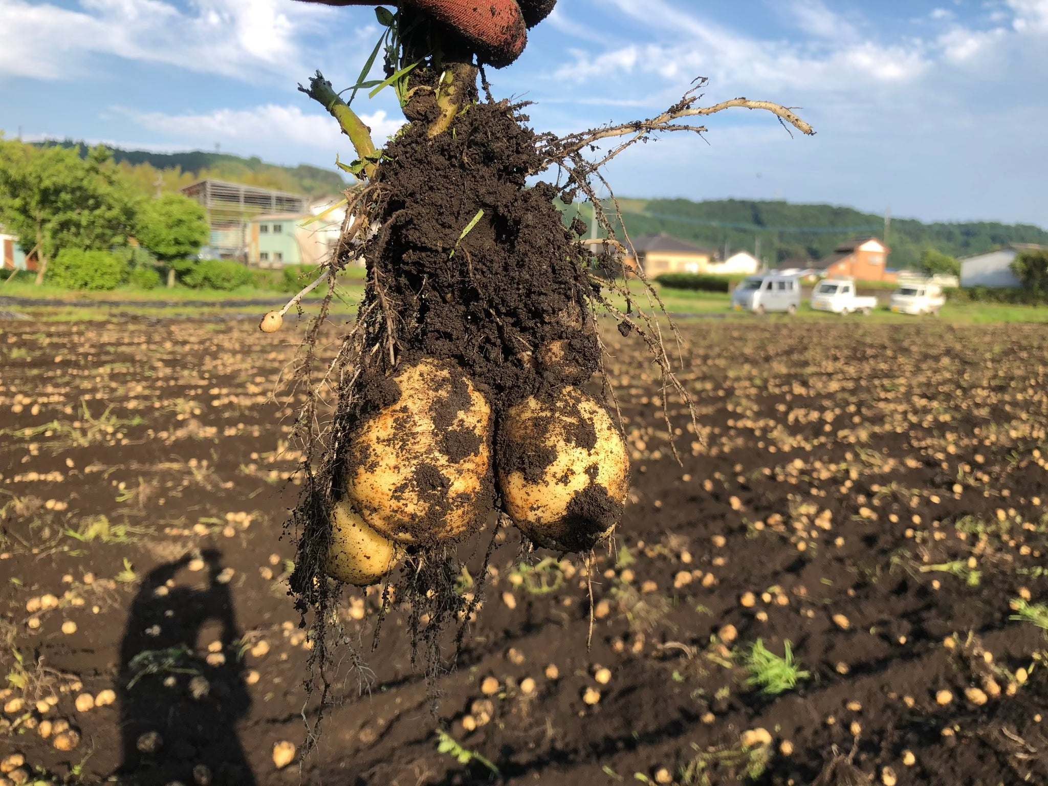 じゃがいも　2kg/5㎏/10kg