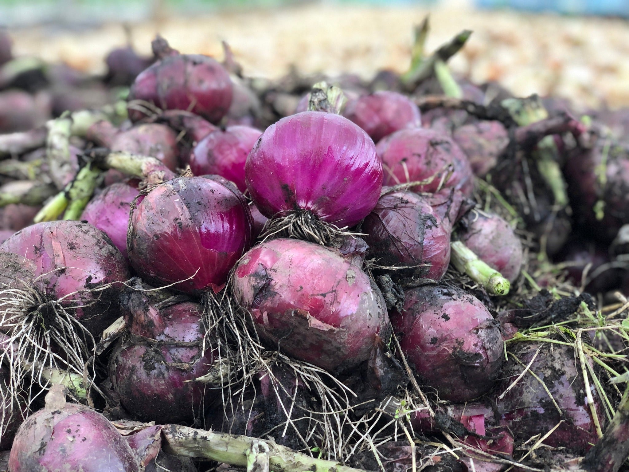 【定期便】旬のお野菜セット【Sサイズ６〜８種類】