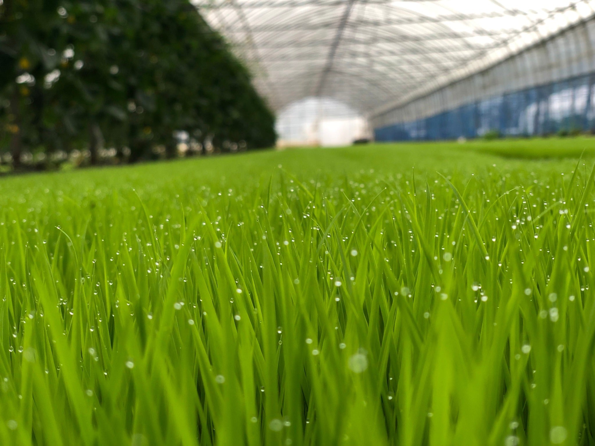 【お米の定期便】はぴねすらいす20㎏