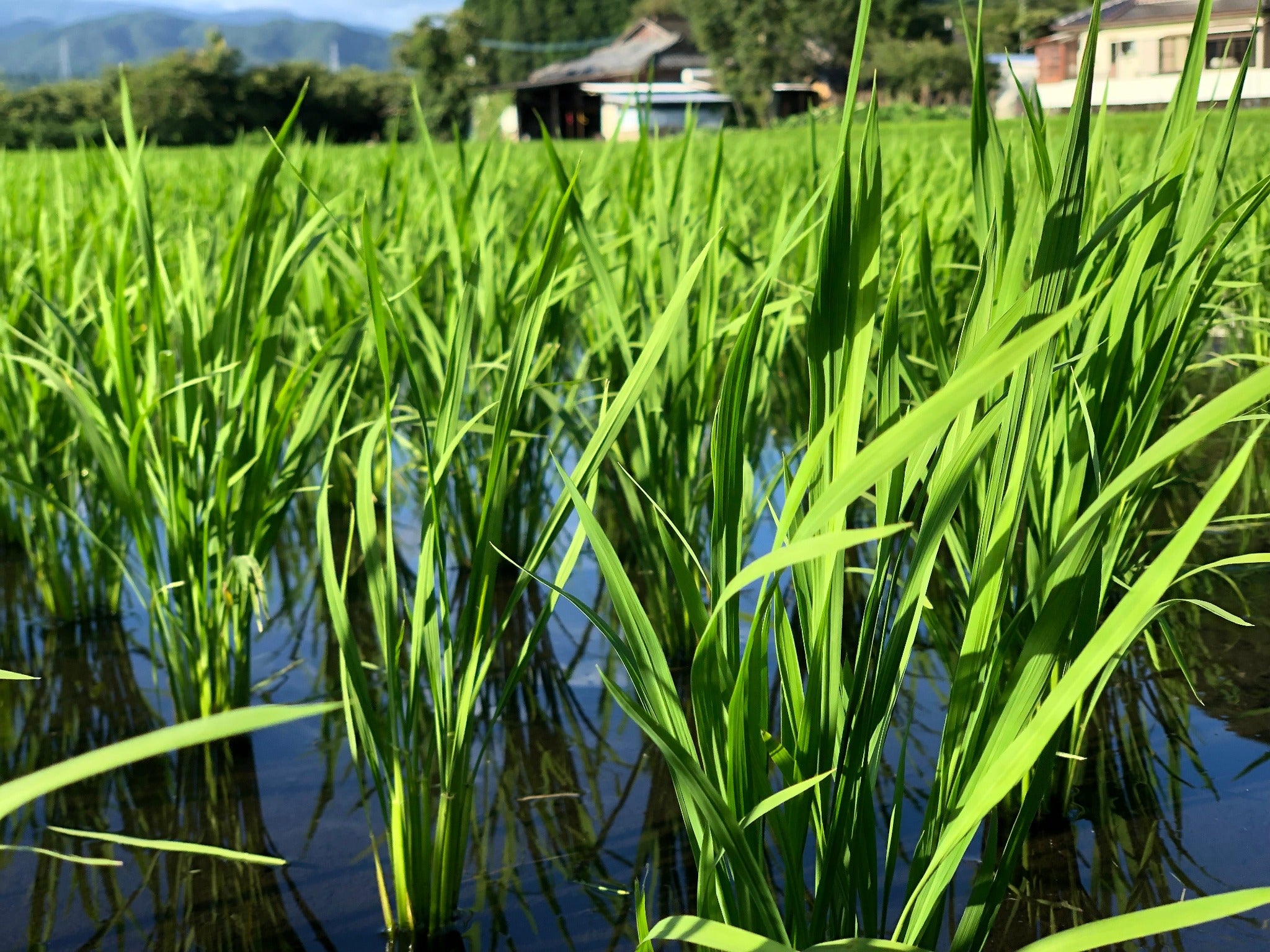 【お米の定期便】はぴねすらいす白米5kg＆玄米5kg