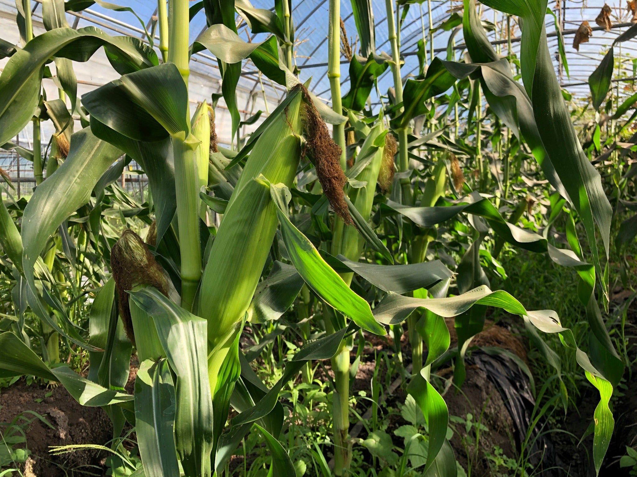 【単発】季節のお野菜セット