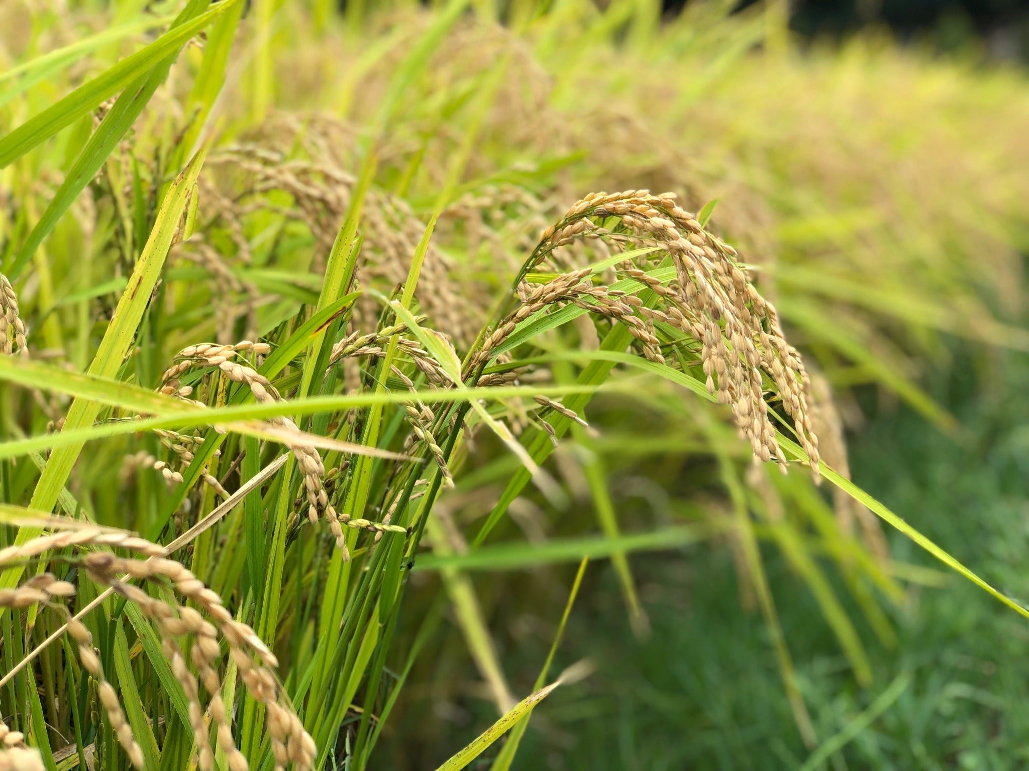 【お米の定期便】はぴねすらいす20㎏