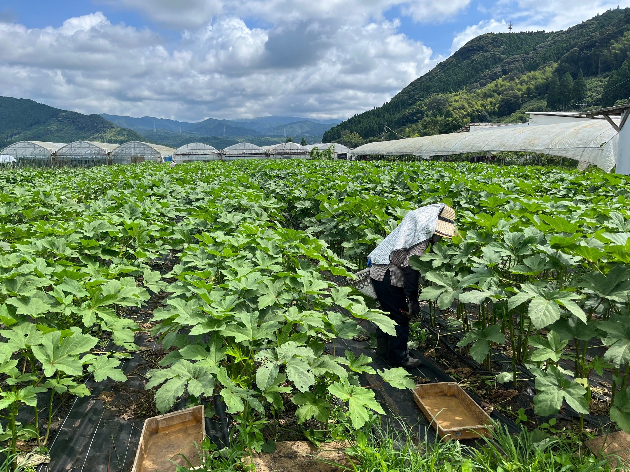 オクラ 1kg/2kg入り　(送料込み 北海道・沖縄＋800円)