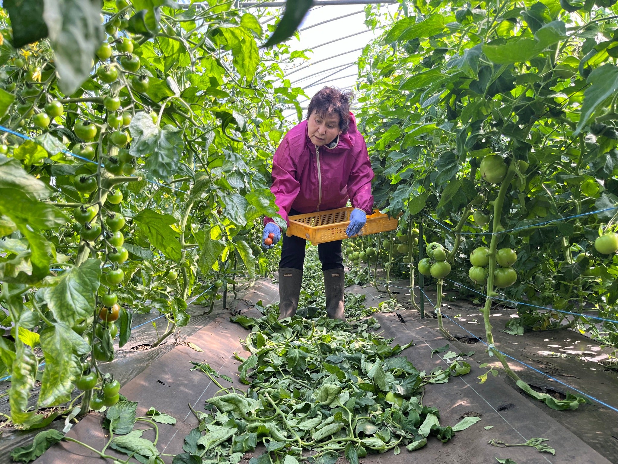 箱入り完熟トマト7～10個入り(送料込み 北海道・沖縄＋800円)