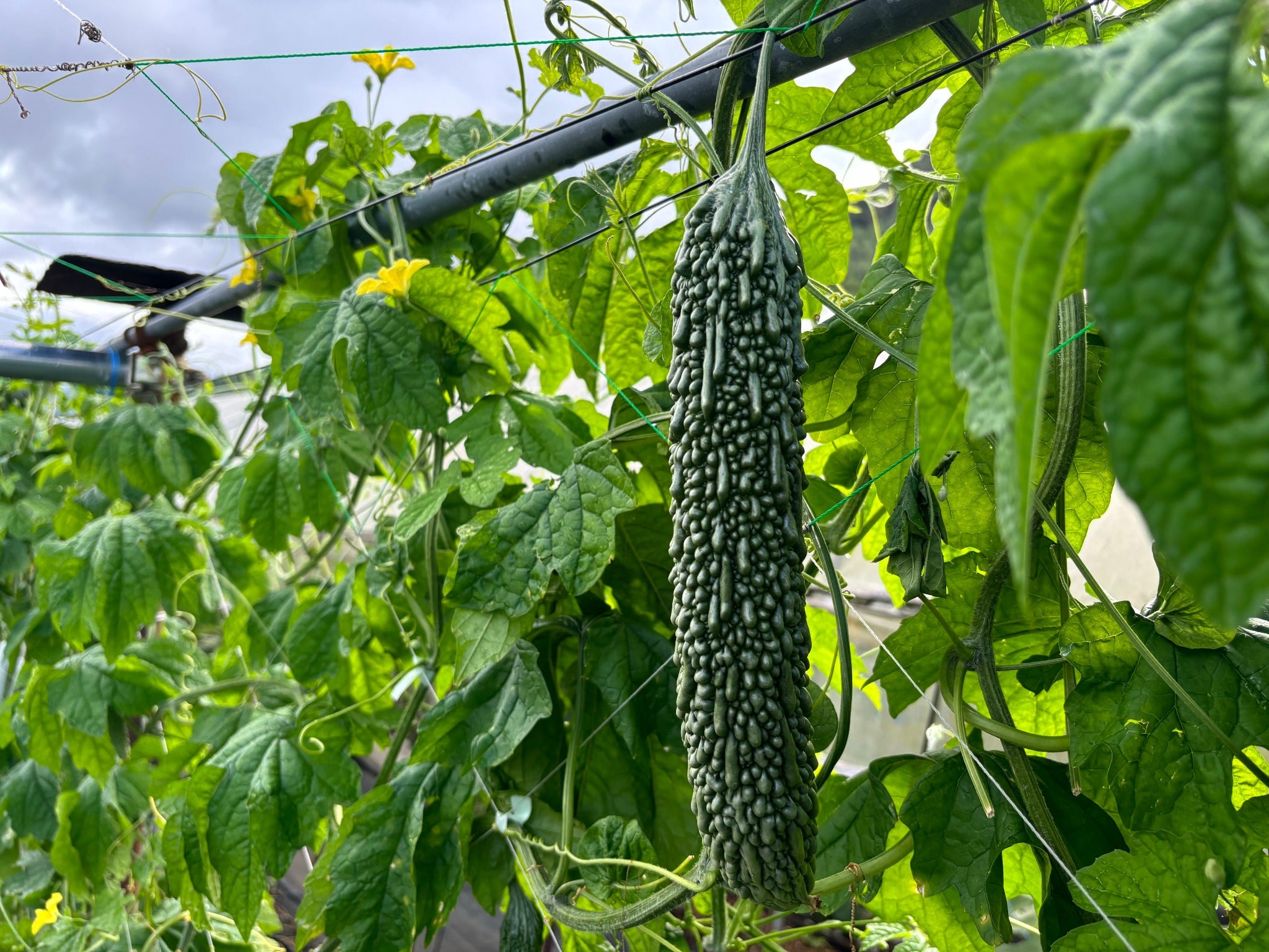 【夏限定】スタミナ野菜4種セット (送料込み 北海道・沖縄＋800円)