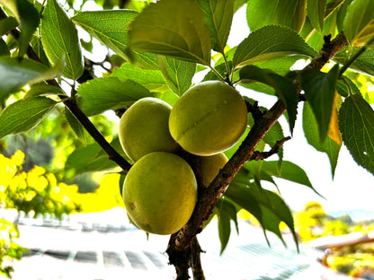 ちよちゃん特製昔ながらのすっぱい梅干し300g 2個/4個/6個/10個入り(送料込み)