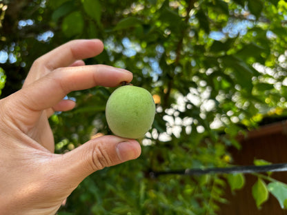 ちよちゃん特製昔ながらのすっぱい梅干し300g 2個/4個/6個/10個入り(送料込み)